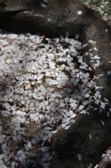 谷中のお寺さんにて