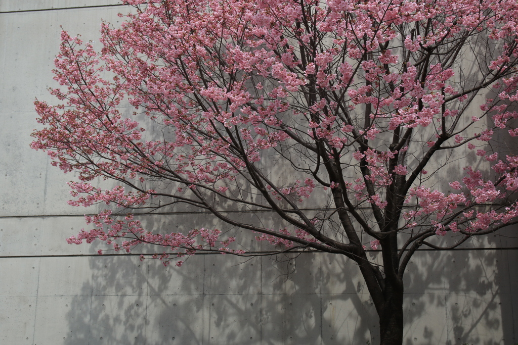 私の・・・・春が来た的基準木