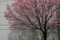 私の・・・・春が来た的基準木
