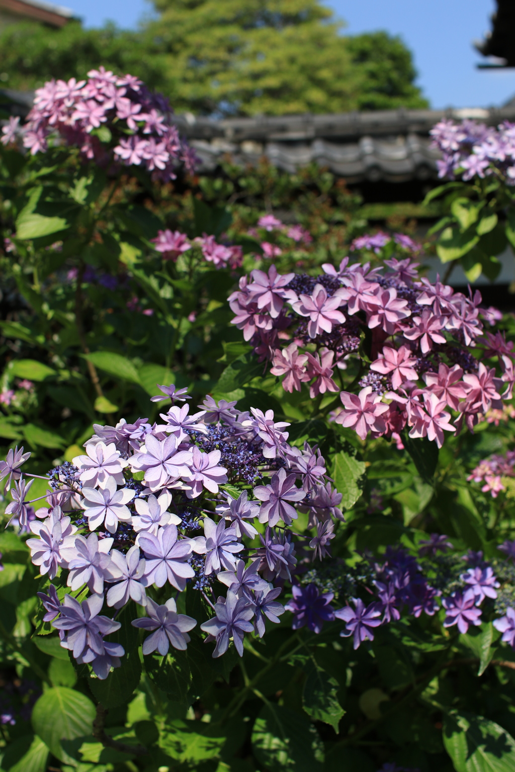 紫陽花