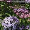 紫陽花