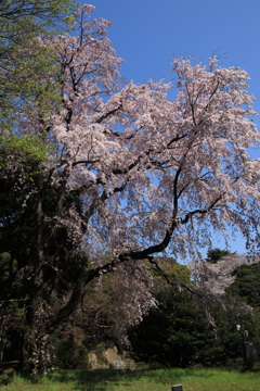 桜・国立博物館