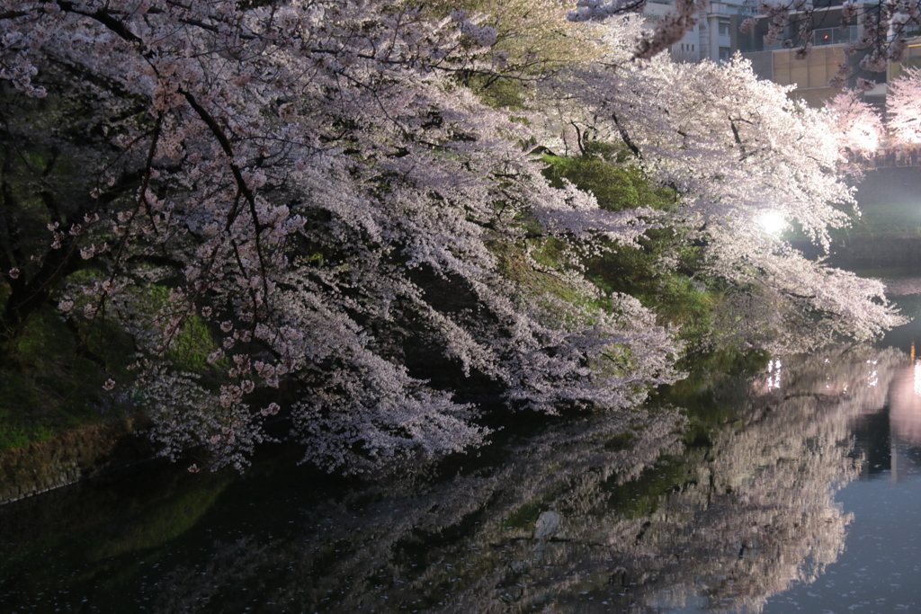 千鳥ヶ淵