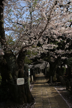 桜・谷中