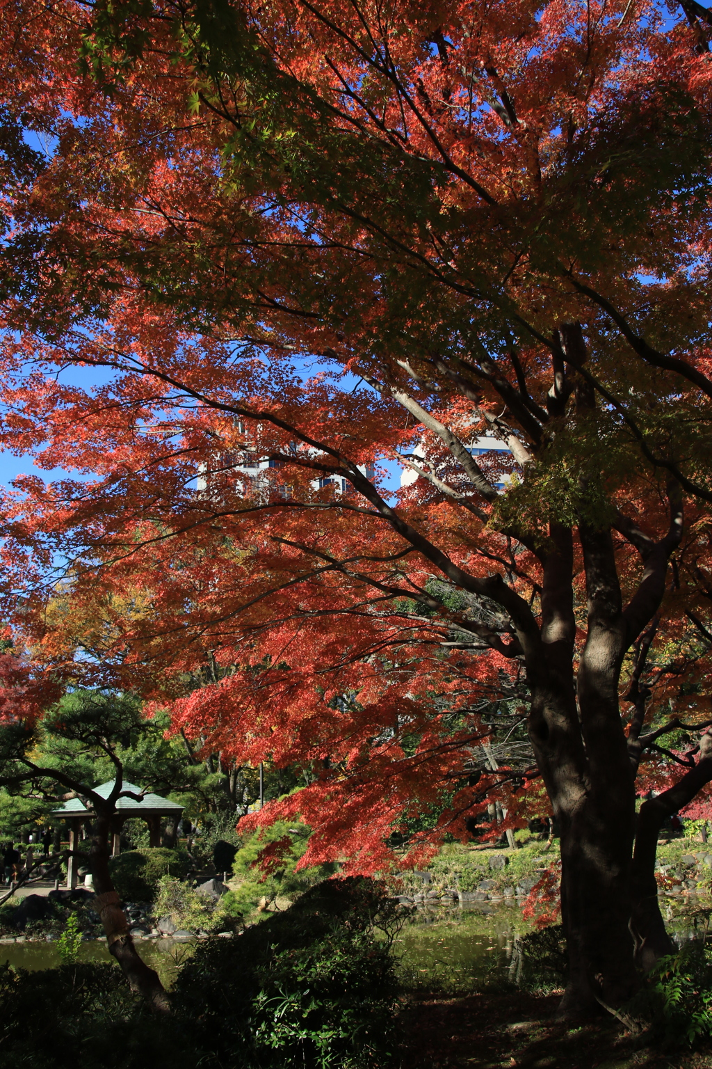 日比谷公園2015-3