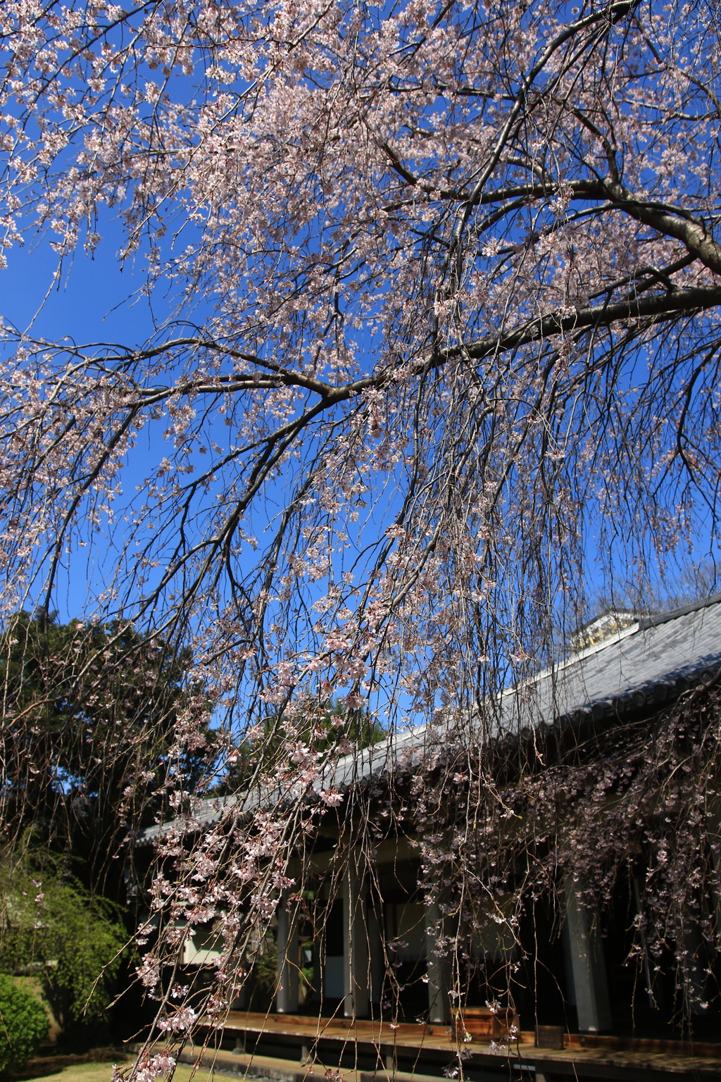 近所の桜