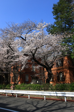 近所の桜