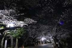 夜桜散歩