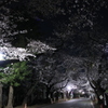 夜桜散歩