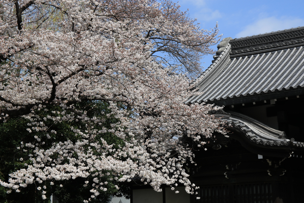 桜・上野