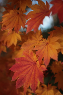 紅葉・弘前公園