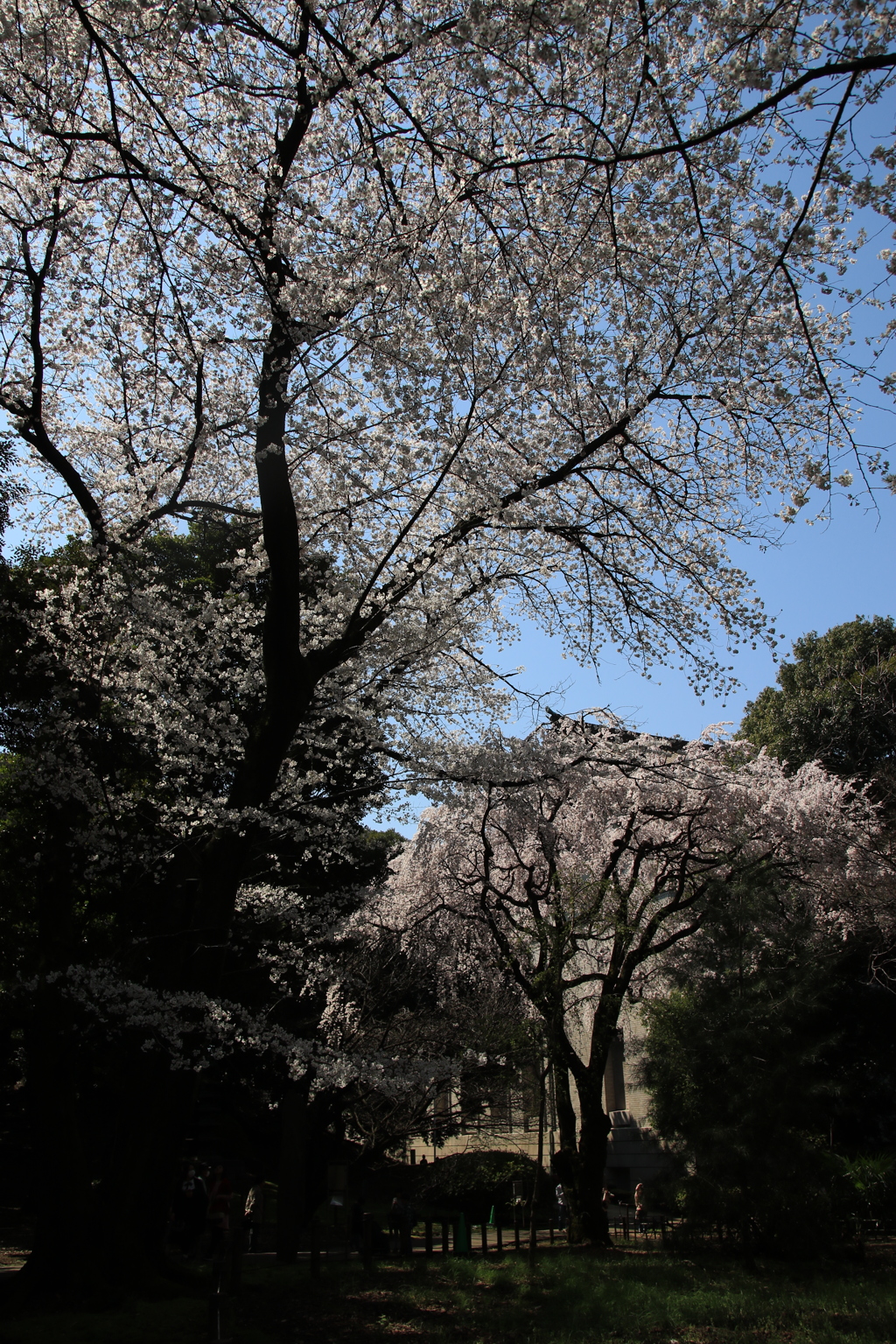 桜・国立博物館