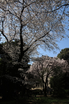 桜・国立博物館