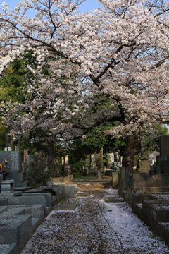 桜・谷中