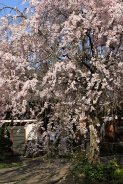 桜・谷中