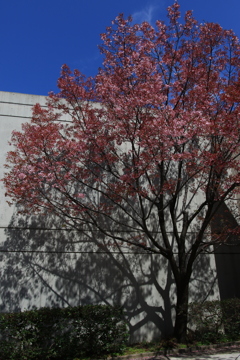 上野・谷中周辺の桜