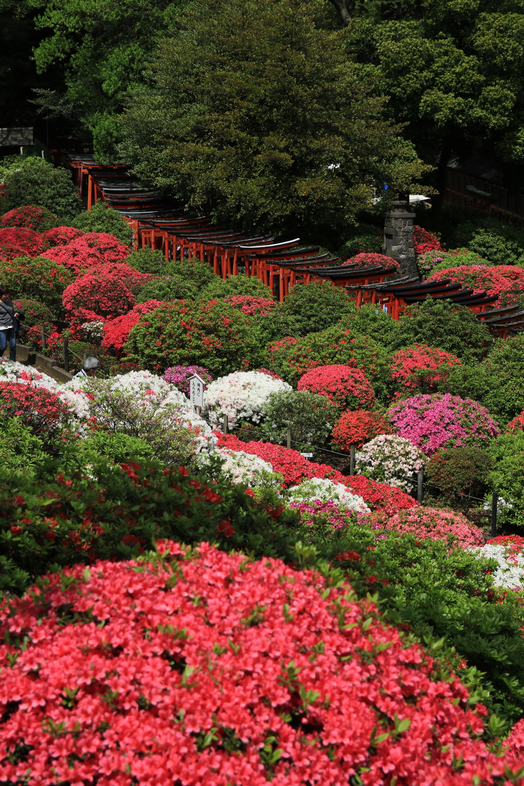 根津神社　つつじ祭り
