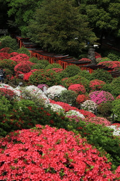 根津神社　つつじ祭り