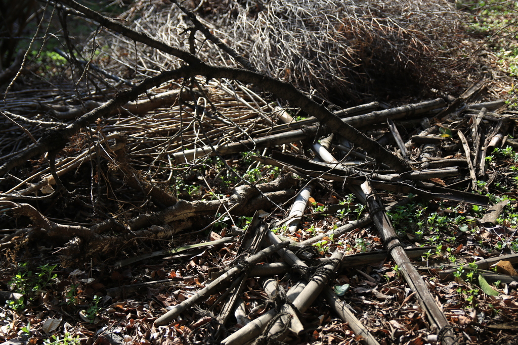 お散歩スナップ