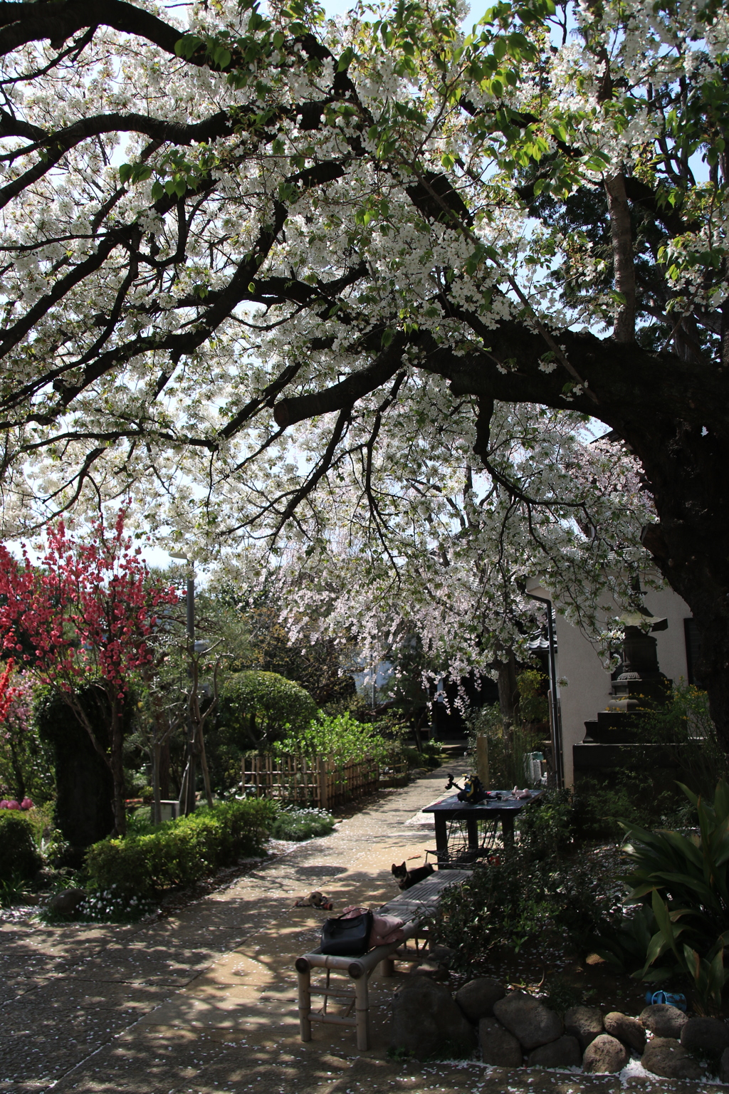 桜・谷中