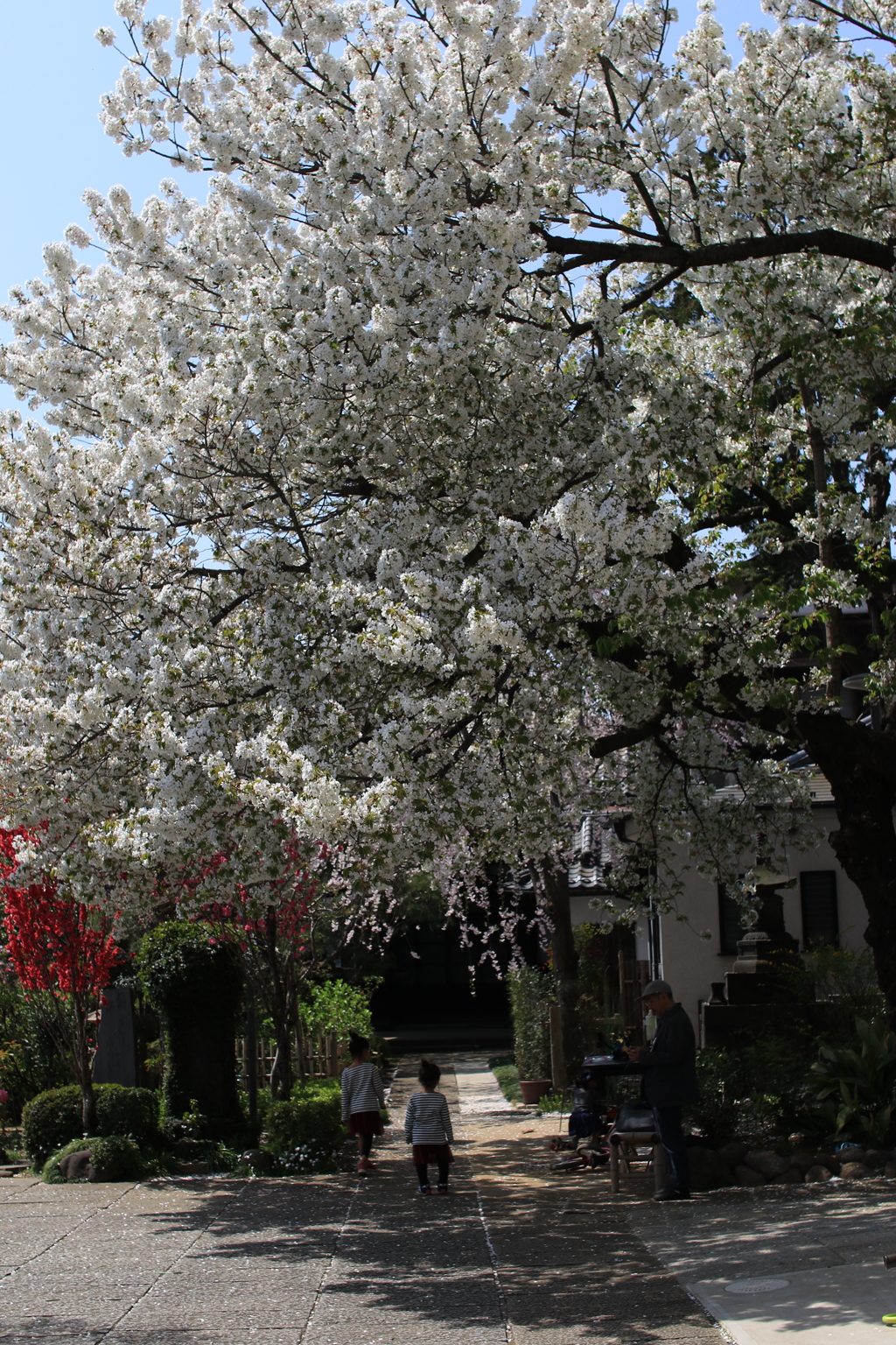 桜・谷中