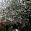 桜・谷中