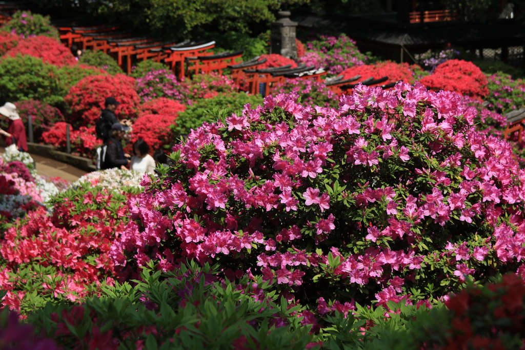 根津神社つつじ祭り2