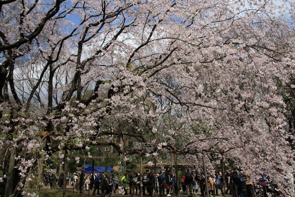 桜・六義園