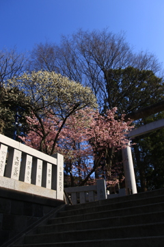 上野公園も春の陽気