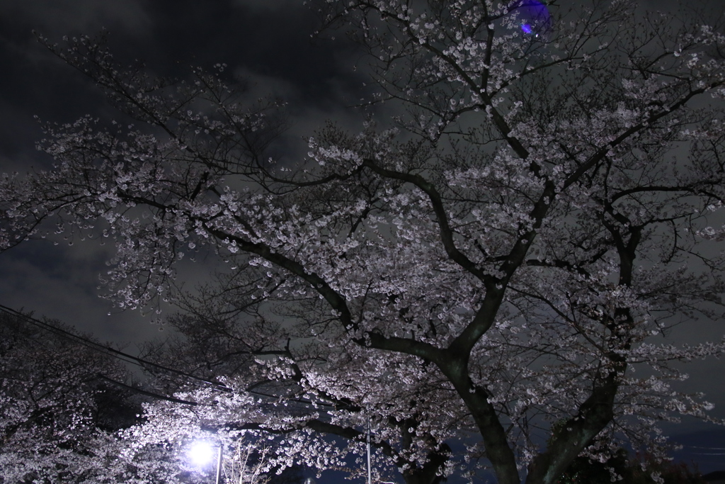 夜桜散歩
