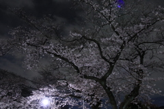 夜桜散歩