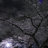 夜桜散歩