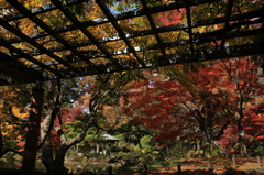 2014　秋　　日比谷公園