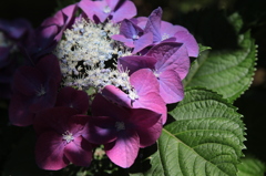 紫陽花