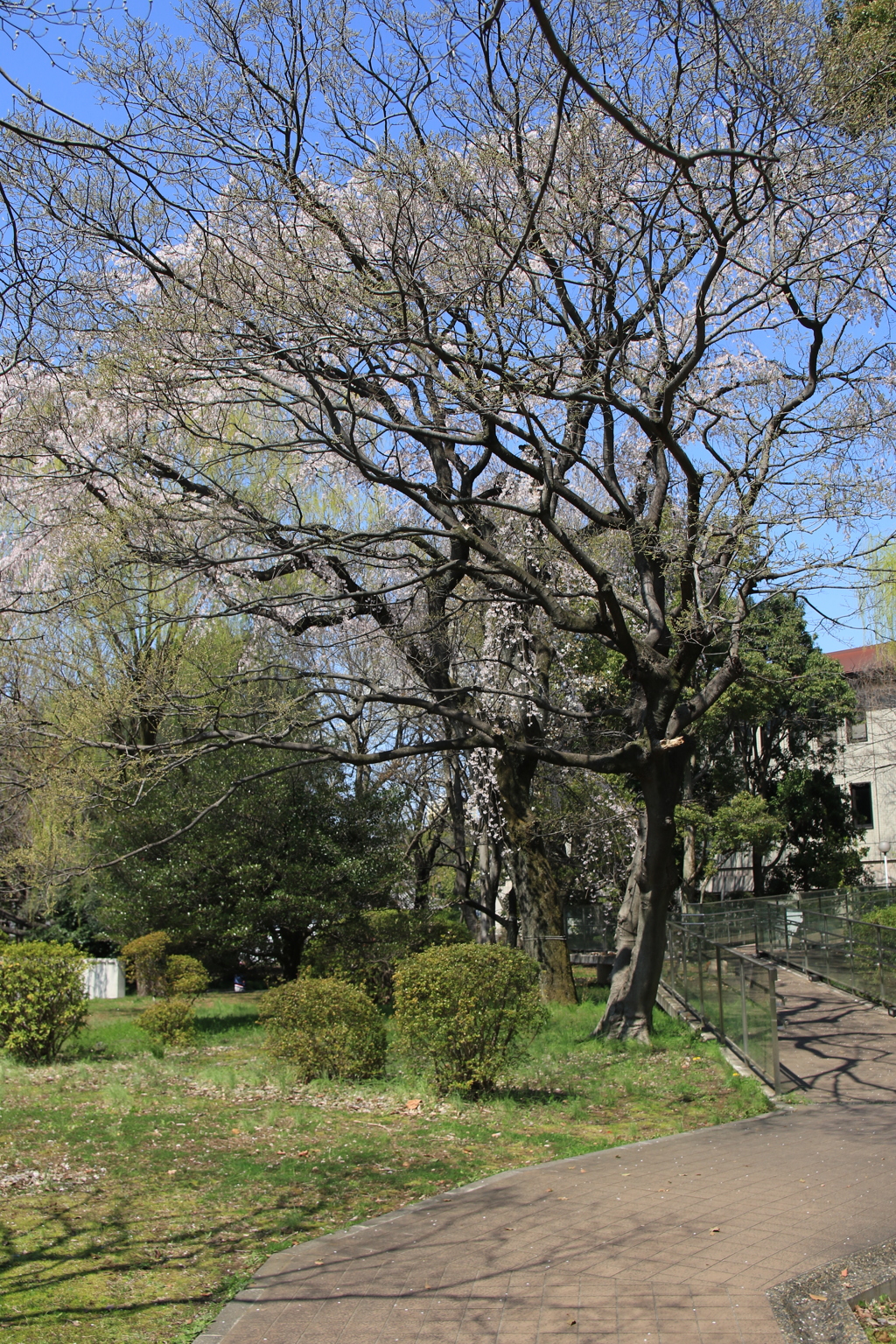 桜・国立博物館