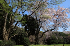 桜・国立博物館