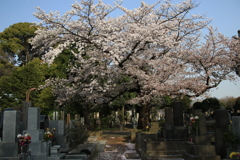 桜・谷中