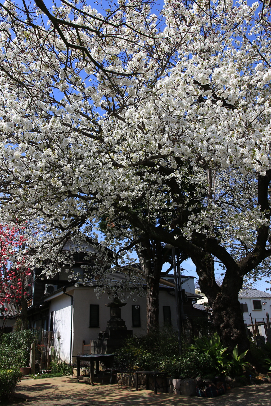 上野・谷中周辺の桜