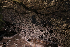 夜桜散歩