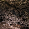 夜桜散歩