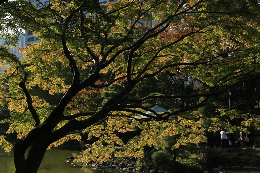 日比谷公園にも秋降りる