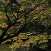 日比谷公園にも秋降りる