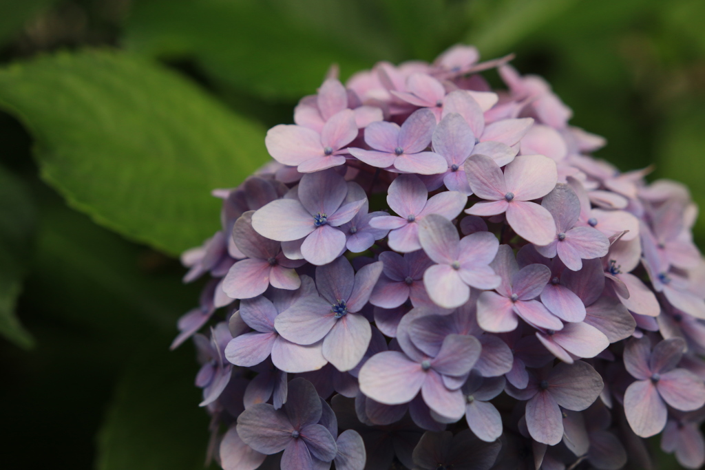 紫陽花