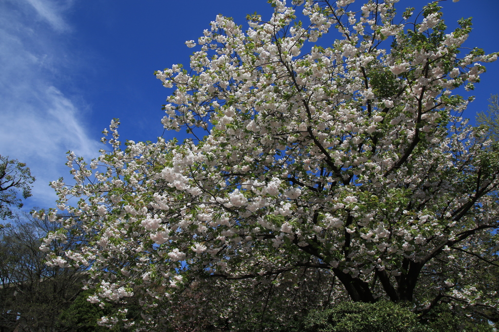 上野恩賜公園　　八重桜？