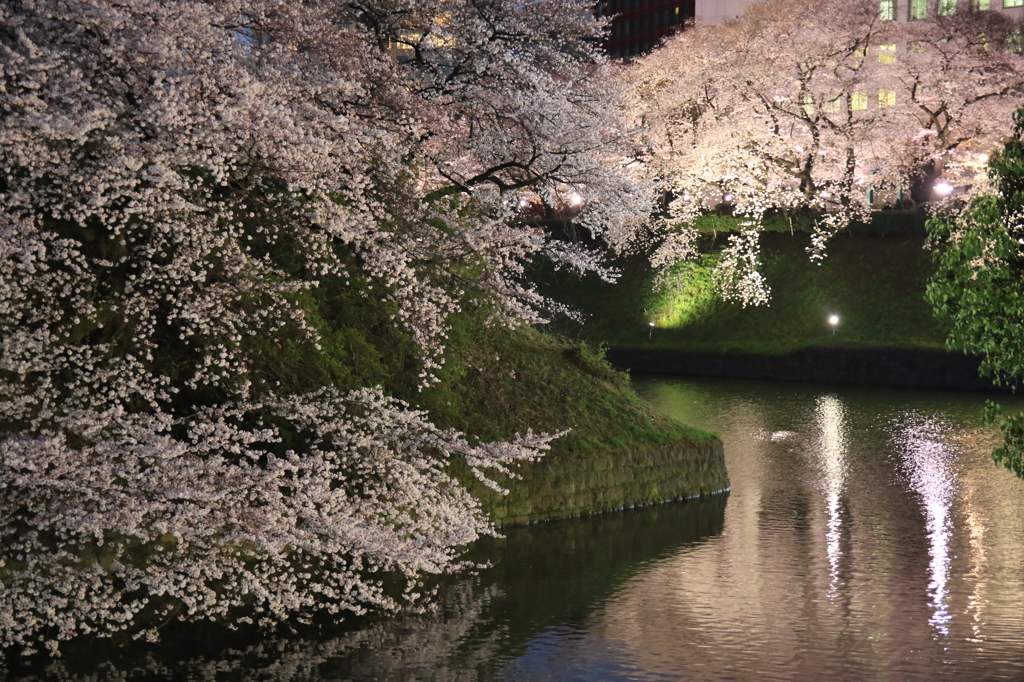 2015　千鳥が淵　桜