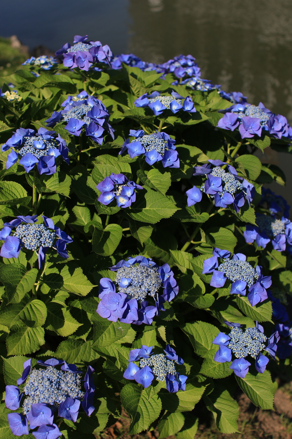 紫陽花