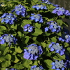 紫陽花