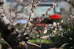 神社めぐり・湯島天神
