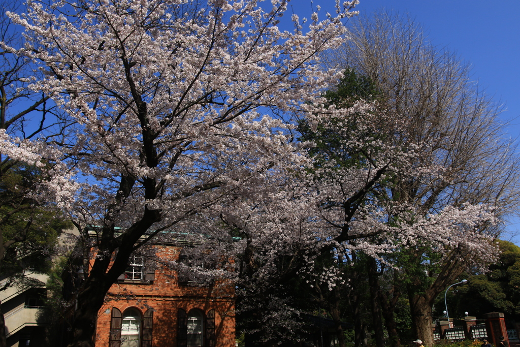 近所の桜