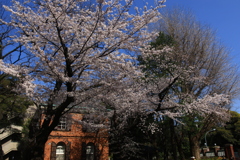 近所の桜